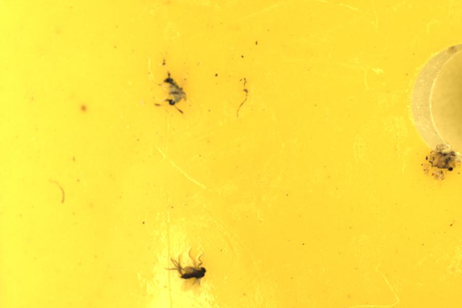 Image 20